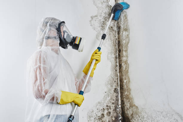 Best DIY Mold Remediation Support Services in Sutherlin, OR